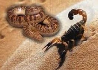 فريق متخصص بصيد الثعابين و العقارب
( Mobile:0535082928 )
A dedicated team to catch the snake and scorpion for medical purposes
( E-Mail : snake.2012@yahoo.com )