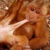 MONNKEE BIZZNESS (@gr82dv8) 's Twitter Profile