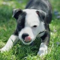 Sir RantsAlot (@staffiesquadron) 's Twitter Profile