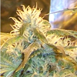 We legally auction and sell marijuana live and online where permitted by local government officials. Freedom weed at Cannabis Auctions!