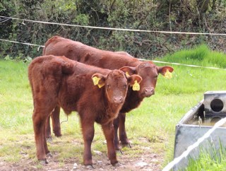 Home to the Nethereaux herd of Red Devon Ruby Beef. Supplier of beef boxes direct to your door.   Married to @fireworkmaz