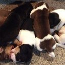 farah michelle - @farah_michelle - Twitter