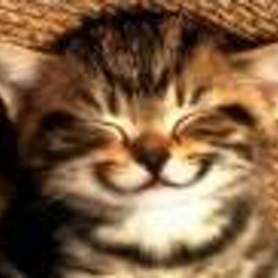 かわいい動物の画像 動画ボット Syokudokinanpan Twitter