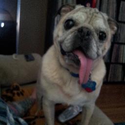 12 year old Pug that loves sleep, neighborhood jaunts and attention.  
http://t.co/Fs2hP3M4mo