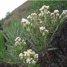 edelweisslawu's profile picture. Petualanganmu Berawal Dari Sini .CItra Raya Angkasa Q55 Banjarbaru dan Rawasari, Jakpus - fb : edelweiss lawu