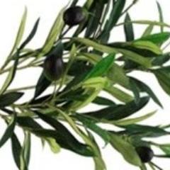 evergreenlibya's profile picture. ...in support of a sovereign nation.