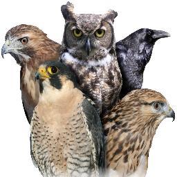 WildWingsEE's profile picture. Nonprofit outreach educational organization, offering programs for your school or event with live birds of prey.  We bring the field trip to you!