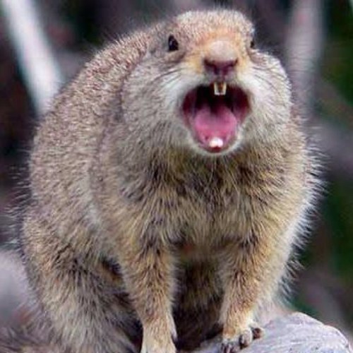 ArcadiaSquirrel's profile picture. Im hiding in yo attic, I'm snatching yo nuts up. Hide ya kids, hide ya slushies, cuz im watching Turner do a gainer out here yall