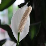 Aquaponics4All's profile picture. Keeping the world green through personal and commercial aquaponic systems.