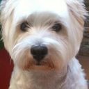 Daniel Romano - @Dani_Romano7 - Twitter