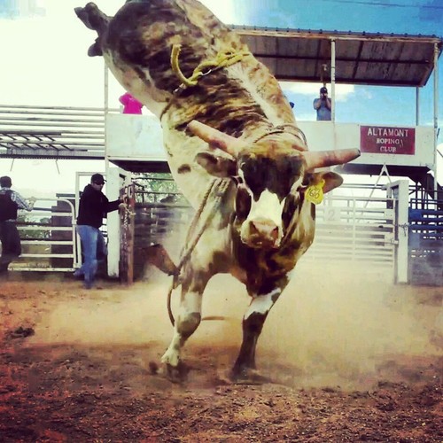 rodeogirl1992's profile picture. 