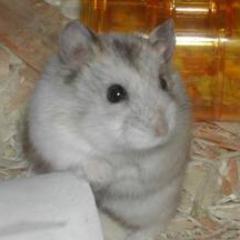 a girl hamster, i was treated bad by my first owners, i was used, on the streets in a box, shapeshifter #single
WARNING:may bite and very shy