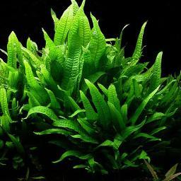 This is the place for you to learn all the tips and tricks to setting up and maintaining a planted aquarium. http://t.co/d7JCYoTA2q