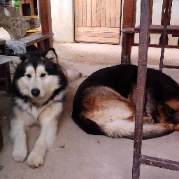 Hi, I'm Argo Hodulík .. Alaskan Malamute dog .. I like my friend Mofo Hodulík .. and I don't like water :) Haf