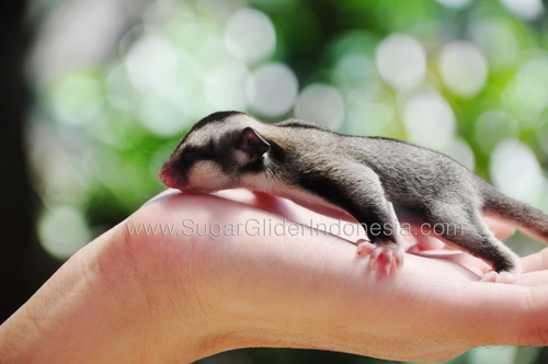 Official Twitter account of SugarGliderIndonesia (SGI).
We provide best food, nutrition, and supplement for your cute little friends here in Indonesia ;)