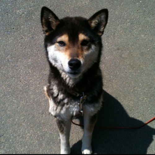 mtymtkmd's profile picture. ただのピョンス