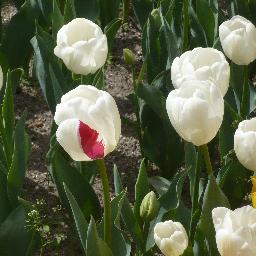 elefaus's profile picture. 