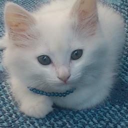 LSomaf's profile picture. ✌Homsi and proud ! ✌