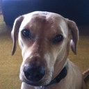 Bob Kraus - @krausdogs - Twitter