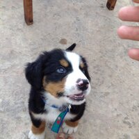 Alejandro Bar (@alebaer) 's Twitter Profile