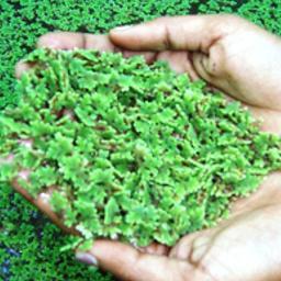 pembibitan azolla magelang menerima pemesanan bibit azolla untuk seluruh wilayah indonesia hub 08562571577  https://t.co/2WhddYDorw
