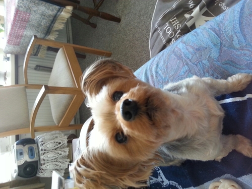 Dit is de twitteraccount van de 3 torens