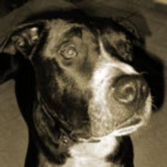 Doggy Benny and his dad posting memories and dogs stuff.. woof #follow me - I always #follow back woof ruff arf arf yap!