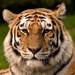 Tiger_Studios's profile picture. We woke up in a new Bugatti