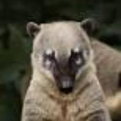 Ferrum_Denn_Nur's profile picture. Wenn Du meinst es geht nix mehr, kommt  von irgendwo ein Nasenbaer...