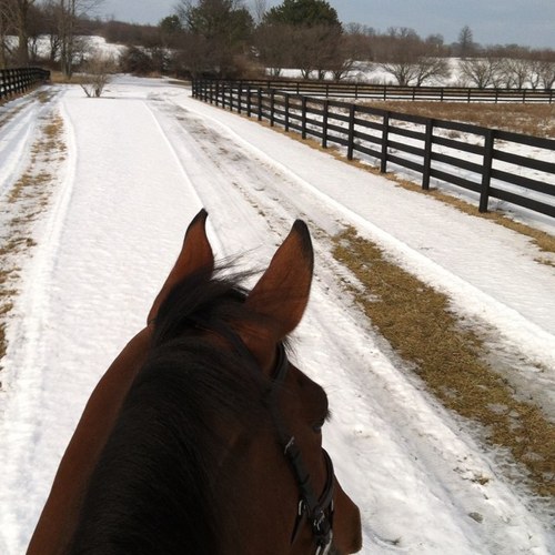 farm manager, horse trainer, massage therapist, teacher and business manager