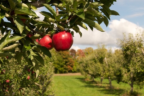 We're located on Wheelbarrow Orchards, a quaint, pyo apple farm, and  we make Fine Foods from Ontario's Harvest. Grown locally. Made locally. Enjoyed everywhere