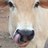 syattar's profile image