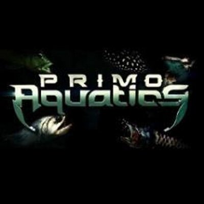 Primo Aquatics - Calophysus macropterus “Vulture Catfish”