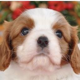 RoyCavalierking Profile Picture