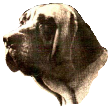 fila411's profile picture. the native dog breed from Brazil, given to us by Mother Nature-factual 411 from the source