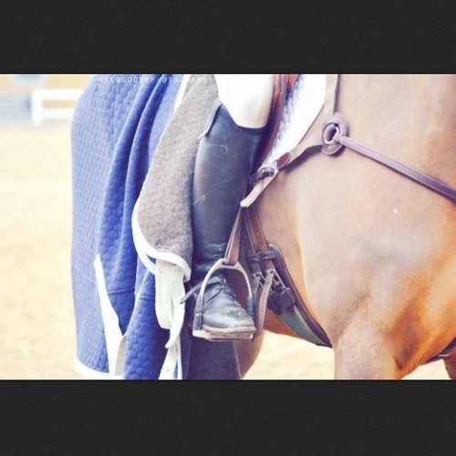 I don't mind grooming my horse just to watch her roll. Look for the girl covered in dirt with a sparkly grey, she's an equestrian.