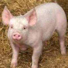 Pig_Lyfe's profile picture. 