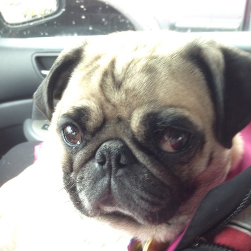 Moo is puggywug. Moo have bestest Mommy. Moo famous cuz Moo carried inna baby carrier. People takes pitchers of Moo alla time. Moo like tweeting like birdies.