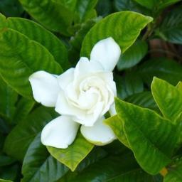 Vivero Natural en el corazón de la #CostadeOro Uruguay. Plantas aromáticas, flores, árboles y naturaleza pura cerca del mar.