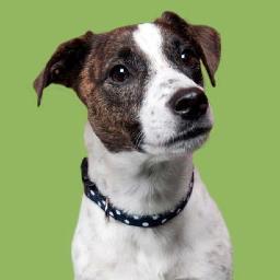 dudleyandbea's profile picture. Pretty, practical pet apparel & accessories handcrafted with love & reclaimed fabrics in Canada // Owned & designed by @youryoko