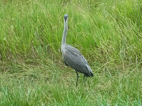 Helmanp's profile picture. 