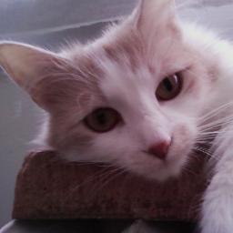 I ♥ animals!!  I'm an animal Reiki practitioner and I foster when I can.  My life's dream is to have my own animal rescue/sanctuary someday.