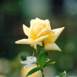 fuzzy43213's profile picture. 