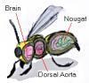 lord_nougat's profile picture. 