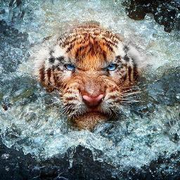 chrissie401970's profile picture. I am 43 years old,Married with 2 awsome children, and i also have 2 awsome step children!! I am a jewelry maker and a rep for an Eco Friendly Company!