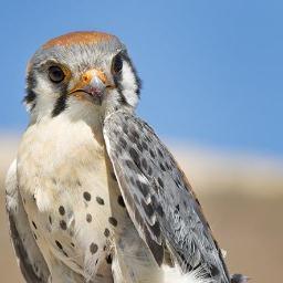 birds, phenology, life in Idaho