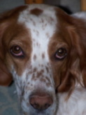 Wholesale dog supplies, dog guides, grooming, care tips and more...