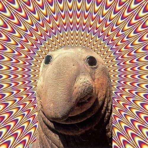 hi this is a free follow dont follow this account follow my main account @heyitsemmaxxo ily stay gucci ur all faggots♡