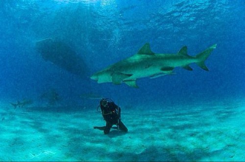 loosekitty's profile picture. 