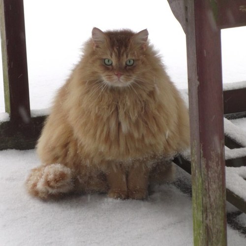 roeckie's profile picture. 